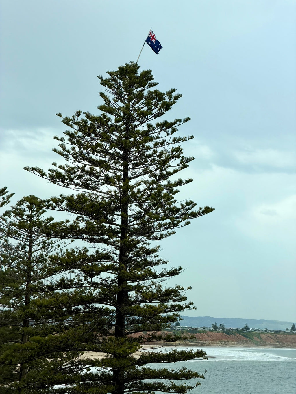 Australian flag flying from the top of a Norfolk pine at Port Noarlunga